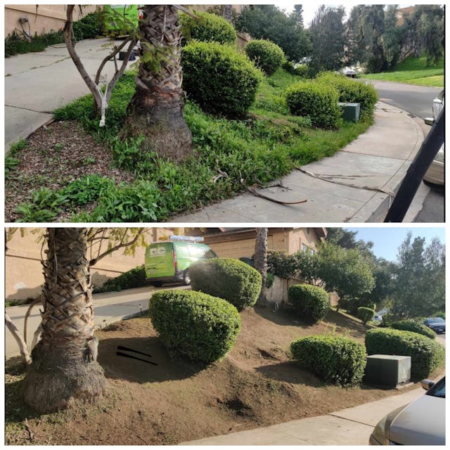 beautiful front yard before and after photo featuring trimmed bushes